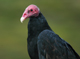 turkey vulture